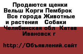 Продаются щенки Вельш Корги Пемброк  - Все города Животные и растения » Собаки   . Челябинская обл.,Катав-Ивановск г.